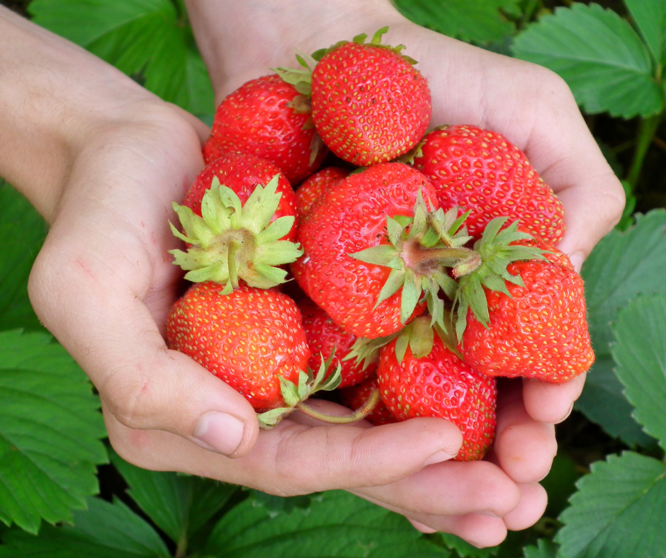 two cupped hands holding a bunch of strawberries.